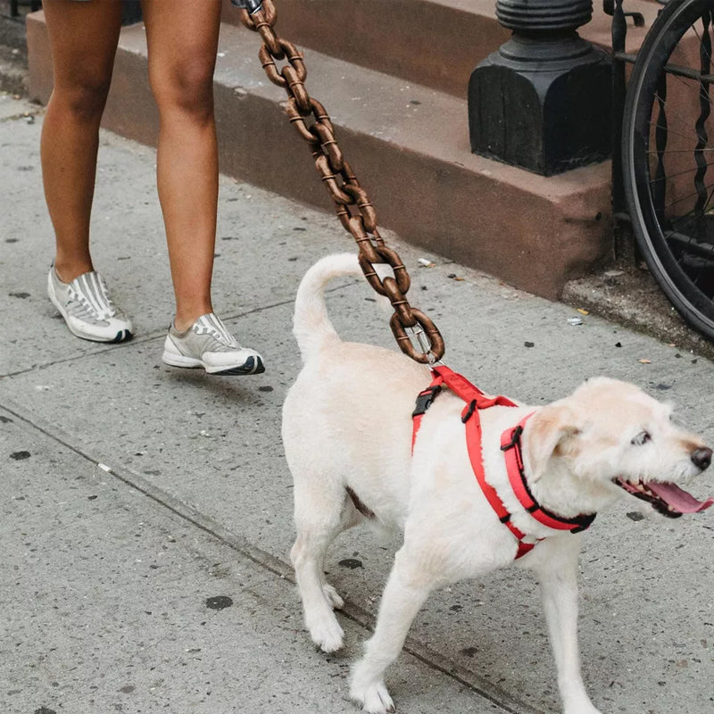 Laisse de chien drôle