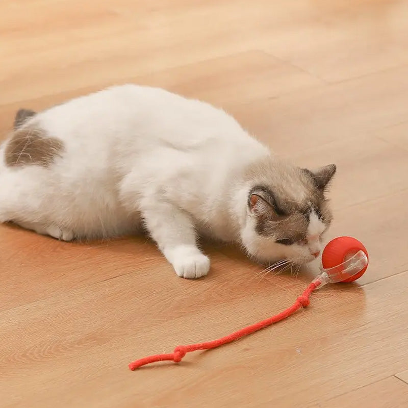 Balle interactive pour chat